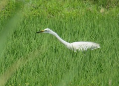 Ardea alba modesta