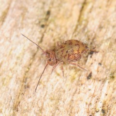 Ptenothrix marmorata