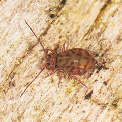 Ptenothrix marmorata