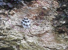 Polistes sagittarius