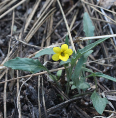 Viola pinetorum