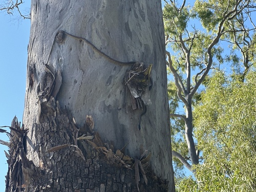 Common Tree Snake sighting