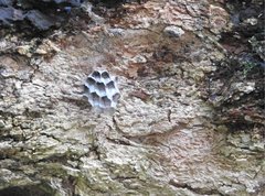 Polistes sagittarius