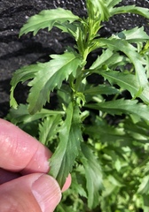 Dysphania ambrosioides