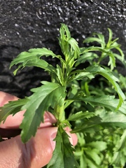 Dysphania ambrosioides