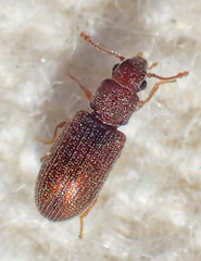 Berginus pumilus