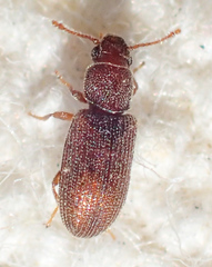 Berginus pumilus
