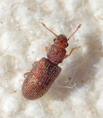 Berginus pumilus