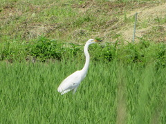 Ardea alba modesta