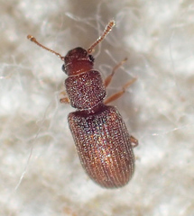 Berginus pumilus