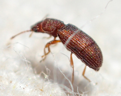 Berginus pumilus