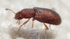 Berginus pumilus