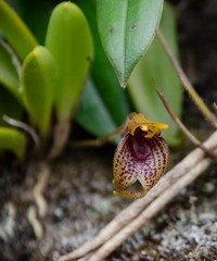 Masdevallia