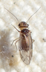 Peripsocus milleri