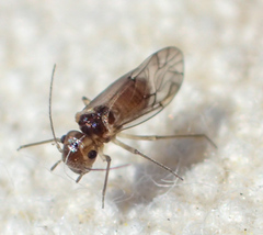Peripsocus milleri