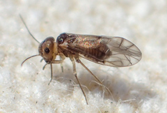 Peripsocus milleri