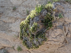 Linanthus caespitosus