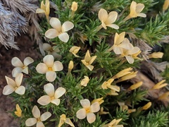 Linanthus caespitosus