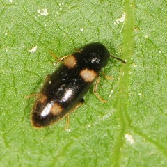 Spilotus quadripustulatus
