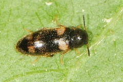 Spilotus quadripustulatus