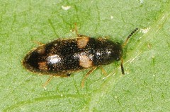 Spilotus quadripustulatus