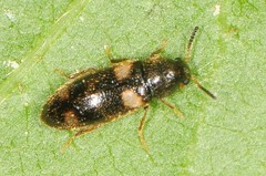 Spilotus quadripustulatus