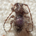 Ipochus fasciatus - Photo (c) K Schneider, alguns direitos reservados (CC BY-NC), uploaded by K Schneider