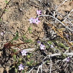 Gilia sinuata