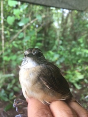 Cantorchilus leucotis