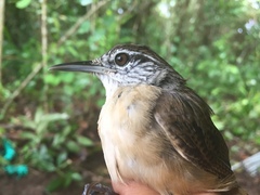 Cantorchilus leucotis