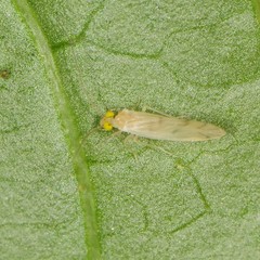 Xanthocaecilius sommermanae