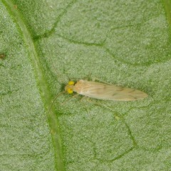 Xanthocaecilius sommermanae