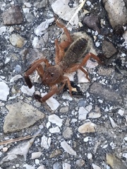 Gluvia dorsalis