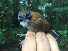 Pheugopedius coraya