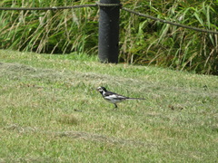 Motacilla alba lugens