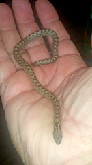 Hypsiglena ochrorhynchus klauberi