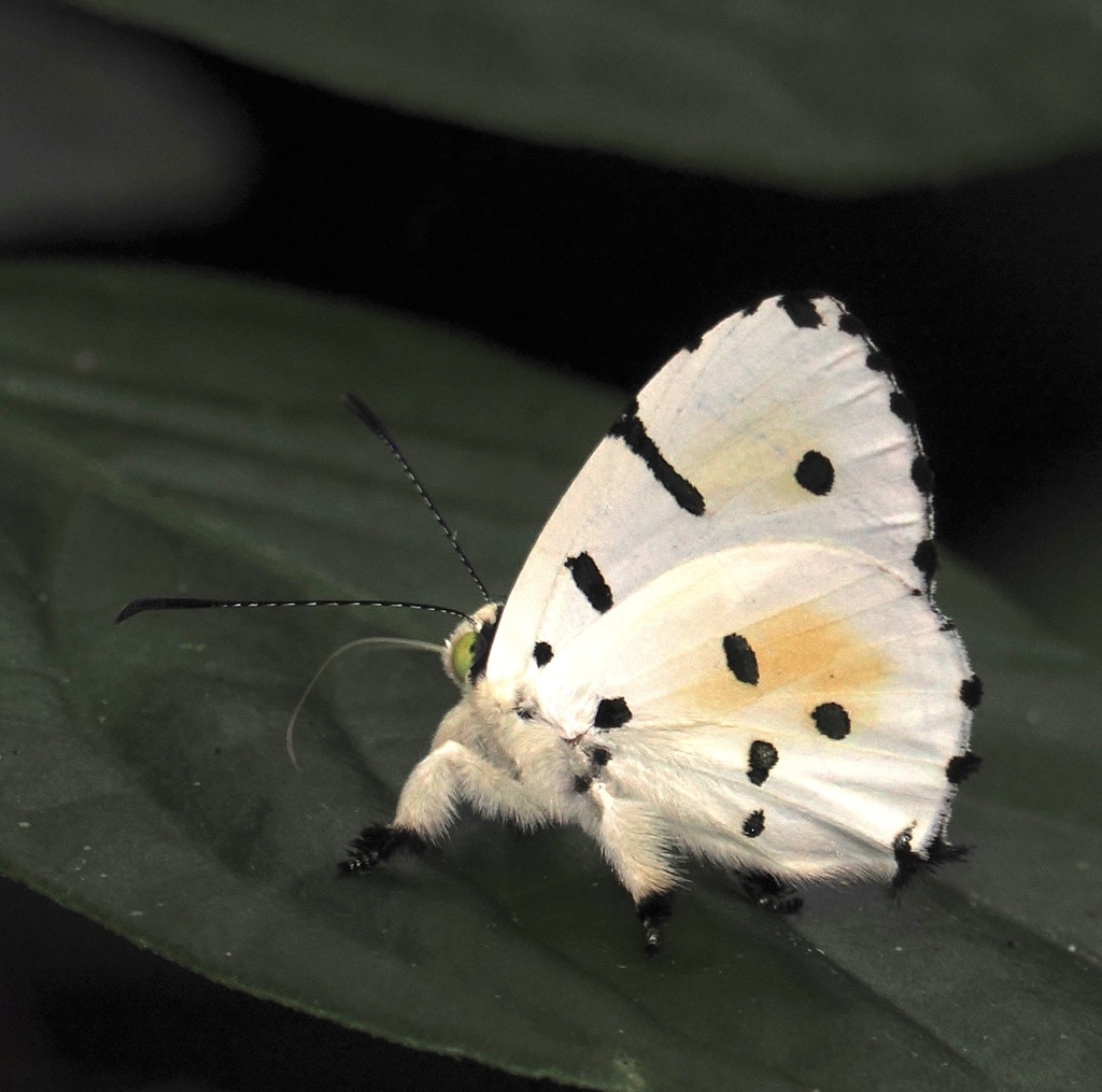 Rounded Anteros