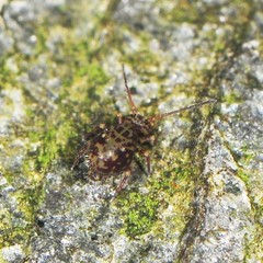 Ptenothrix marmorata