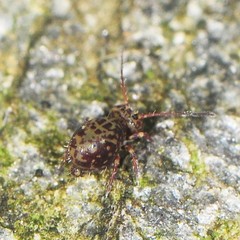 Ptenothrix marmorata
