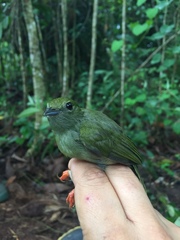 Lepidothrix coronata