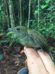 Lepidothrix coronata