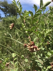 Hosackia crassifolia crassifolia