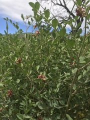 Hosackia crassifolia crassifolia