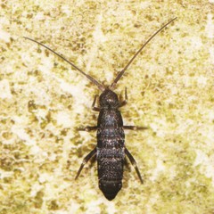 Pogonognathellus dubius