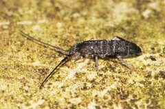 Pogonognathellus dubius