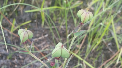 Image of Euphorbia inundata by (c) Jay Horn, some rights reserved (CC BY)