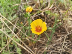 Linum hudsonioides
