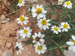 Melampodium cinereum