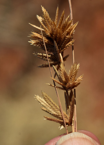 Eragrostis speciosa