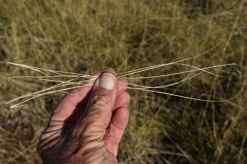 Five Minute Grass